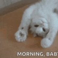 Petrie Backshot 134706