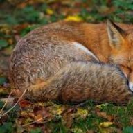Fox White