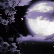 Night Rogue