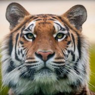 tigershant