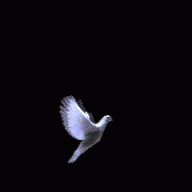 Golub_23