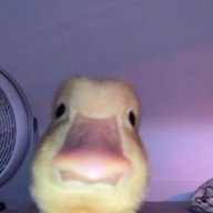 gricko arrmani