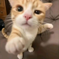 Lux Katzenreiter
