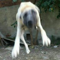 alpaycakicii