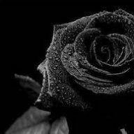 Blackrose