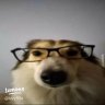 Zai