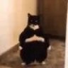 Tim Matcha