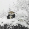 kun