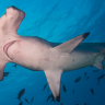 hammerheadshark501