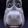 Goat_