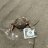 richcrab