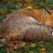 Fox White