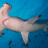 hammerheadshark501